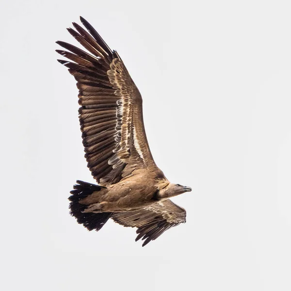 Griffon vulture, Gyps fulvus in Monfrague National Park. Extremadura, Spain — Stock Photo, Image