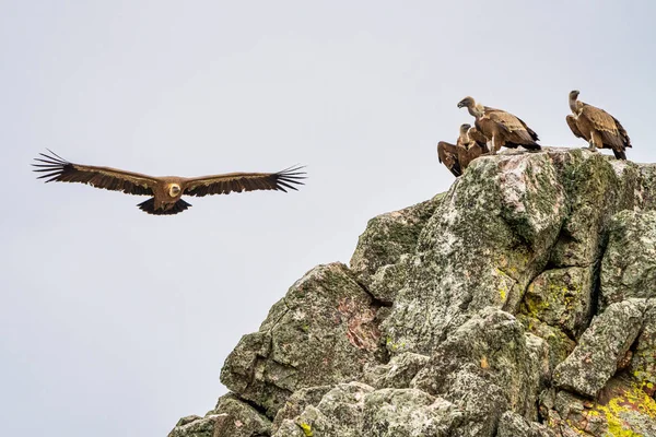 Griffon akbabaları, Monfrague Ulusal Parkı 'nda Gyps fulvus. Extremadura, İspanya