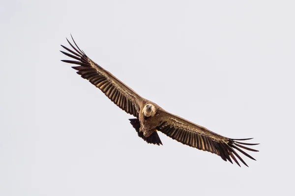 Buitre leonado, Gyps fulvus en el Parque Nacional de Monfrague. Extremadura, España — Foto de Stock