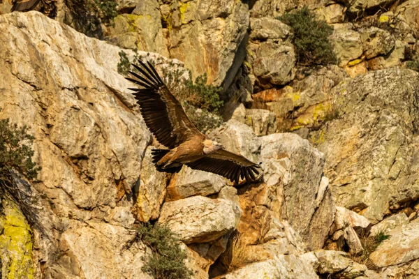 Griffon akbabası, Monfrague Ulusal Parkı 'nda Gyps Fulvus. Extremadura, İspanya — Stok fotoğraf