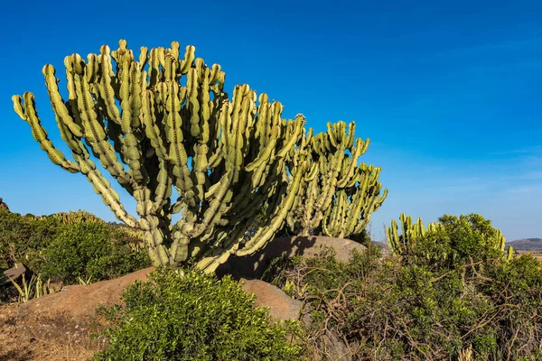 Alberi di candelabro intorno alla città storica Axum - Etiopia — Foto Stock