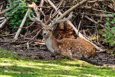 Nadas geyik, dama mesopotamica bir ruminant memelisidir