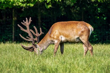 Kızıl geyik, Cervus elaphus bir Alman Doğa Parkı