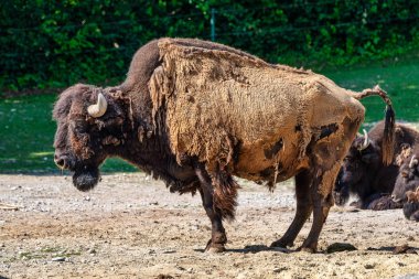 Hayvanat bahçesinde bizon Bizon, Bos bilinen Amerikan buffalo