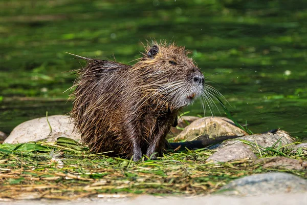 Beverrat, Myocastor coypus, ook bekend als rivier rat of nutria 's — Stockfoto