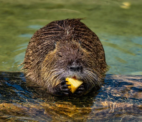 Coypu, Myocastor coypus, also known as river rat or nutria — Stock Photo, Image