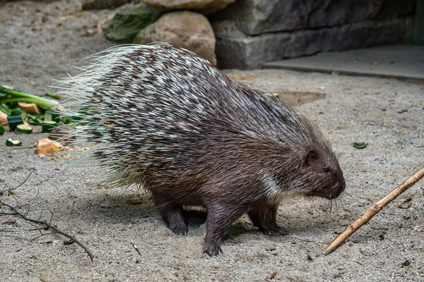 Indiai tarajos sül, Hystrix indica egy német állatkertben — Stock Fotó