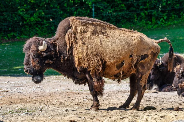 Búfalo americano conocido como bisonte, Bos bisonte en el zoológico — Foto de Stock