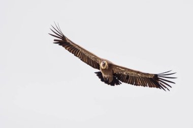 Griffon akbabası, Monfrague Ulusal Parkı 'nda Gyps Fulvus. Extremadura, İspanya