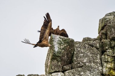 Griffon akbabaları, Monfrague Ulusal Parkı 'nda Gyps fulvus. Extremadura, İspanya