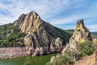 Griffon akbabaları, Monfrague Ulusal Parkı 'nda Gyps fulvus. Extremadura, İspanya