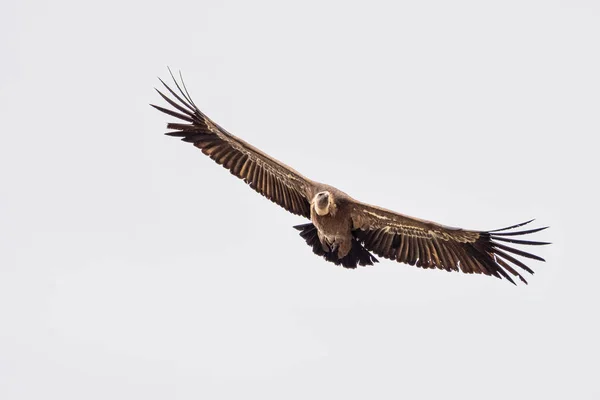 Gänsegeier, Gyps fulvus im Monfrague Nationalpark. Extremadura, Spanien — Stockfoto