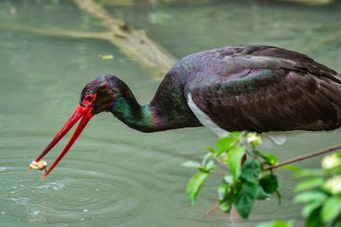 Siyah leylek, Ciconia nigra bir Alman Doğa Parkı