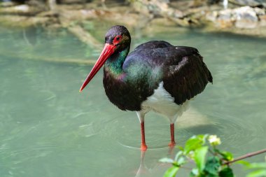 Siyah leylek, Ciconia nigra bir Alman Doğa Parkı