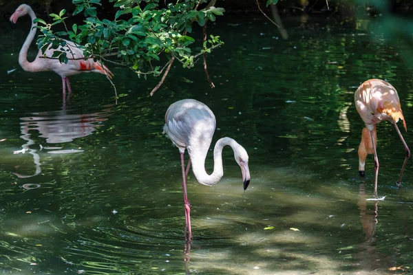 Le flamant rose, Phoenicopterus ruber est une grande espèce de flamant rose. — Photo