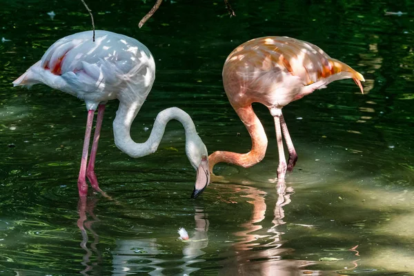 Le flamant rose, Phoenicopterus ruber est une grande espèce de flamant rose. — Photo