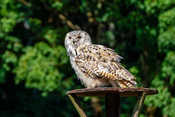 Chouette aigle eurasienne, Bubo bubo dans un parc naturel allemand — Photo