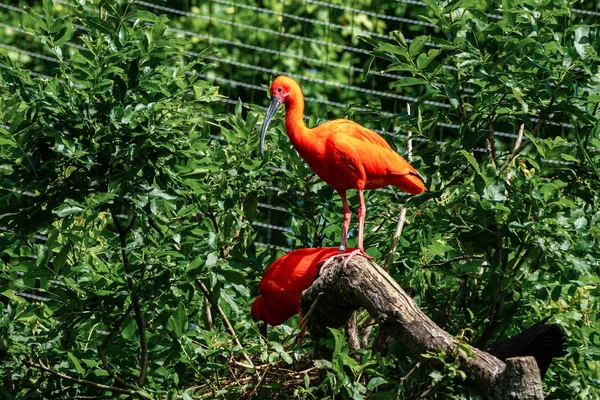 Scarlet ibis, Eudocimus ruber. Wildlife animal in the zoo — Stock Photo, Image
