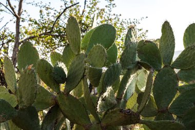 tarihi şehir Axum etrafında şamdanlar ağaçları-Etiyopya