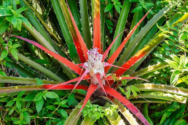 Parque Nacional Alejandro de Humboldt, perto de Baracoa, Cuba — Fotografia de Stock