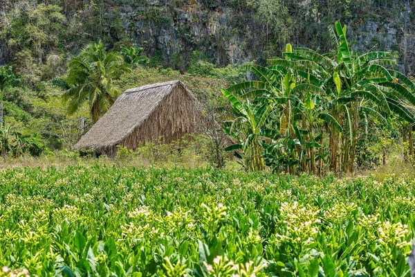 Dolina Vinales na Kubie jest głównym obszarem uprawy tytoniu — Zdjęcie stockowe