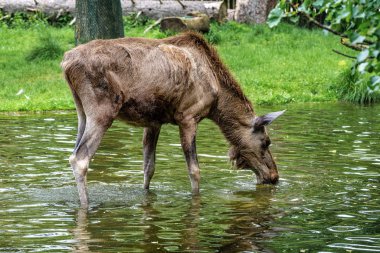 Avrupa Moose, Alces alces, olarak da bilinen geyik