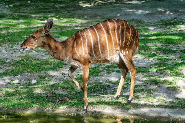 Nyala Antelope - Tragelaphus angasii (em inglês). Vida selvagem animal . — Fotografia de Stock