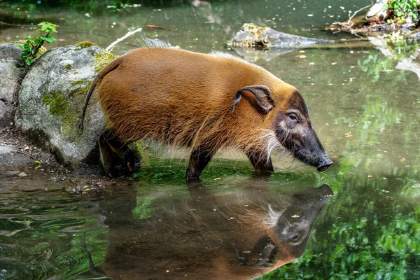 Bojtosfülű disznó, Potamochoerus porcus, is ismert, mint a bush-sertés. — Stock Fotó