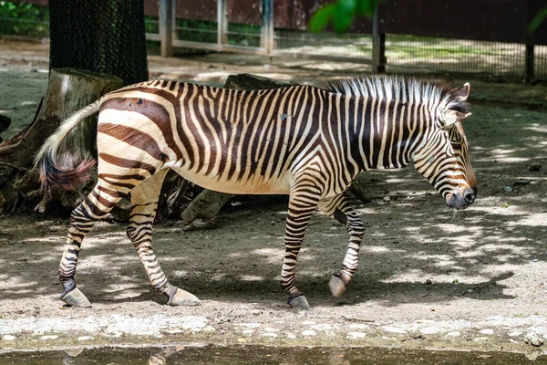 Hartmanns Mountain Zebra, Equus zebra hartmannae. An endangered zebra — Stock Photo, Image