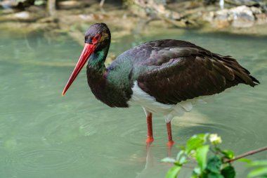 Siyah leylek, Ciconia nigra bir Alman Doğa Parkı