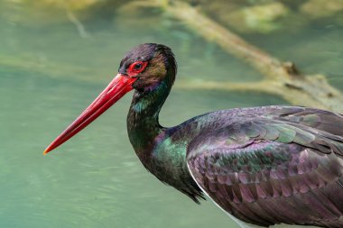 Siyah leylek, Ciconia nigra bir Alman Doğa Parkı