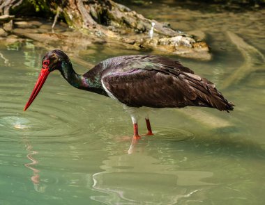 Siyah leylek, Ciconia nigra bir Alman Doğa Parkı