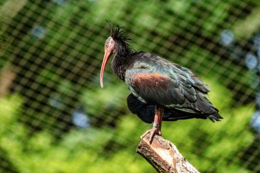 Kuzey kel aynak Geronticus eremita Hayvanat Bahçesi