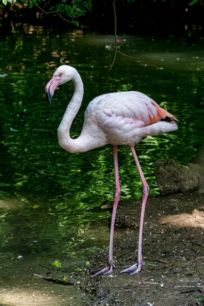 Американский фламинго, Phoenicopterus ruber большой вид фламинго — стоковое фото