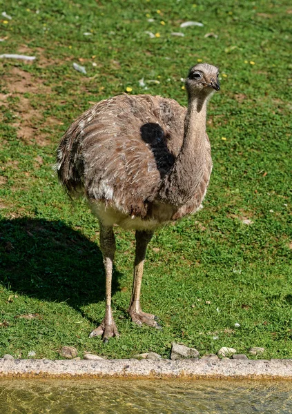 Darwins rhea, Rhea pennata também conhecido como o menor rhea . — Fotografia de Stock