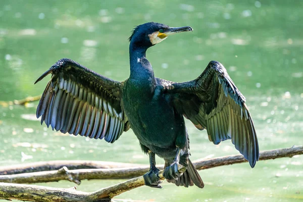 Der Kormoran Phalacrocorax carbo sitzt auf einem Ast — Stockfoto