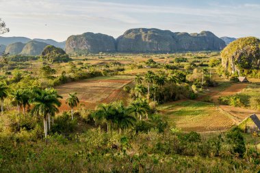 Küba'daki Vinales vadisi önemli bir tütün yetiştirme alanıdır.