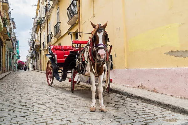 古巴哈瓦那街头的驴子运输 — 图库照片