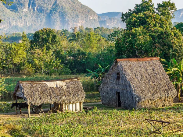 El valle de Vinales en Cuba es una importante zona de cultivo de tabaco — Foto de Stock