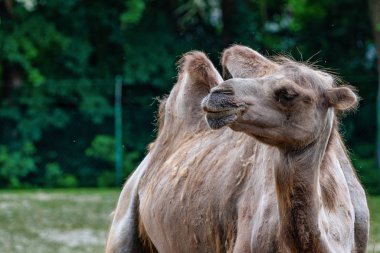 Bactrian deve, Camelus bactrianus Alman bir hayvanat bahçesi