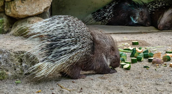 Porcupine à crête indienne, Hystrix indica dans un zoo allemand — Photo