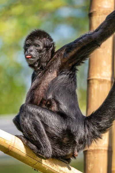 Ateles fusciceps es una especie de mono araña de la familia Atelidae. — Foto de Stock