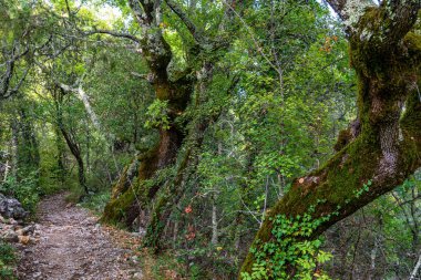 Fransa 'nın Ardeche kentindeki Vallon Pont d' Arc köyünün manzara manzarası