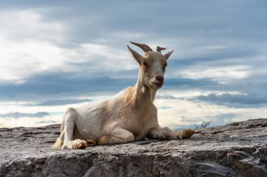 Fransa 'daki Ardeche Kanyonunda Keçi