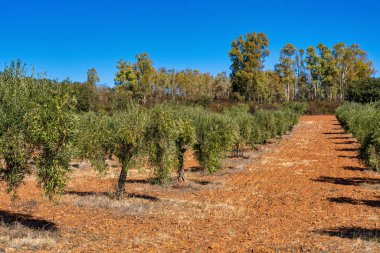 Extremadura, İspanya 'daki Merida Caceres yakınlarındaki zeytin tarlaları
