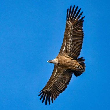 Griffon akbabası, Monfrague Ulusal Parkı 'nda Gyps Fulvus. Extremadura, İspanya