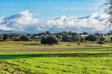 İspanya, Trujillo yakınlarındaki Zorita 'daki Extremadura tarlalarında zeytin ağaçları