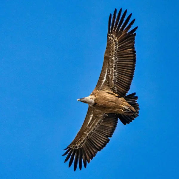 Avvoltoio Grifone, Gyps fulvus nel Parco Nazionale Monfrague. Estremadura, Spagna — Foto Stock