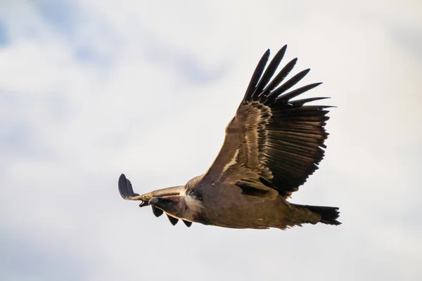 Griffon vulture, Gyps fulvus in Monfrague National Park. Extremadura, Spain — Stock Photo, Image