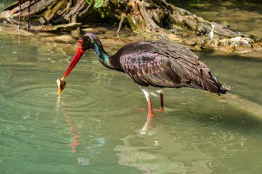 Siyah leylek, Ciconia nigra bir Alman Doğa Parkı